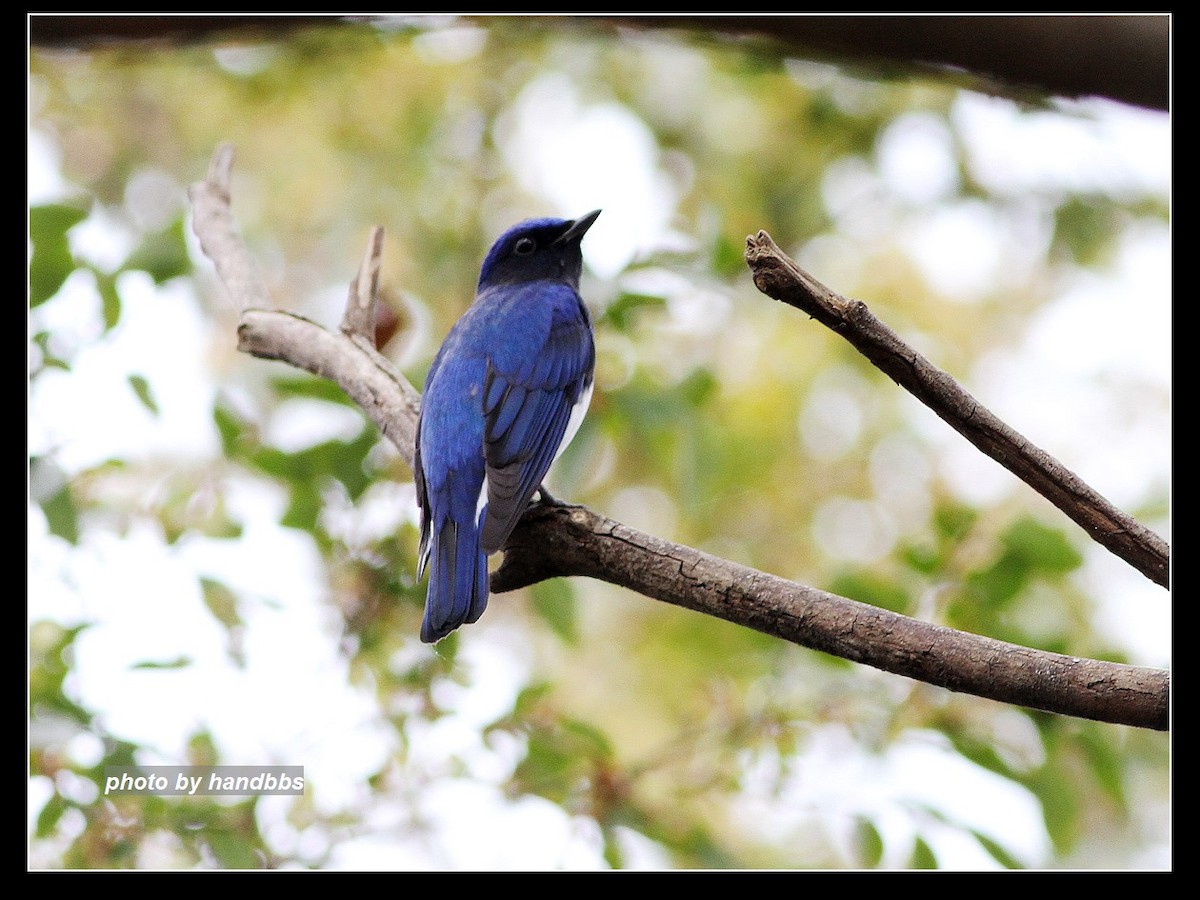 Blue-and-white Flycatcher - ML118773441
