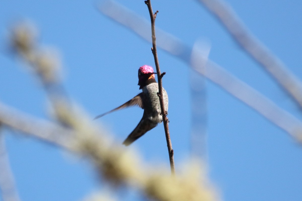 Anna's Hummingbird - Bob Archer
