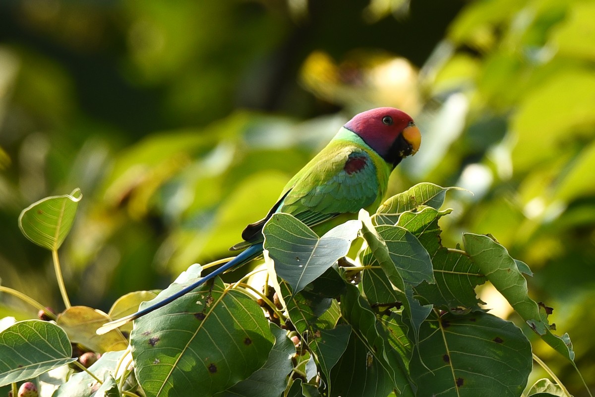 Plum-headed Parakeet - Alok Katkar