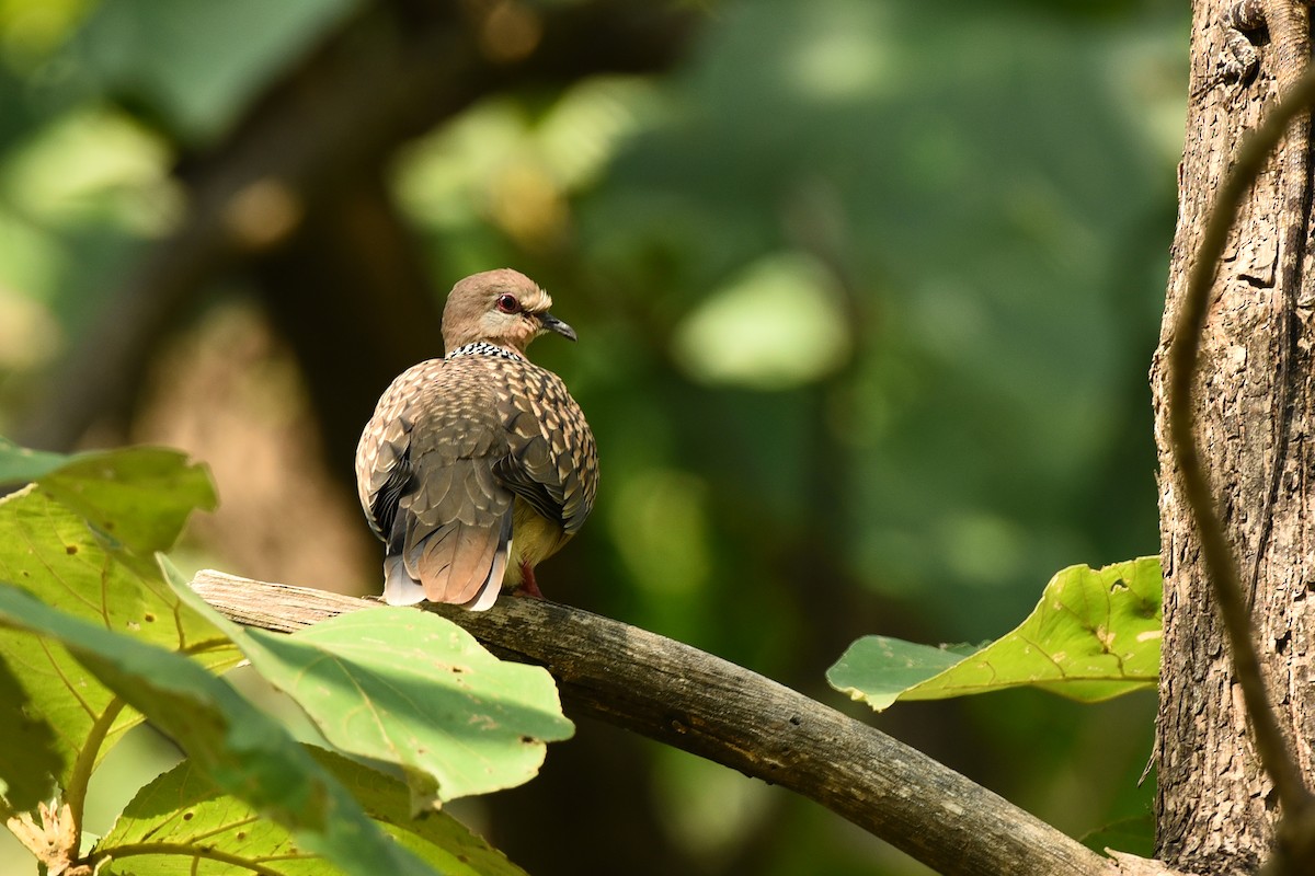 Spotted Dove - Alok Katkar