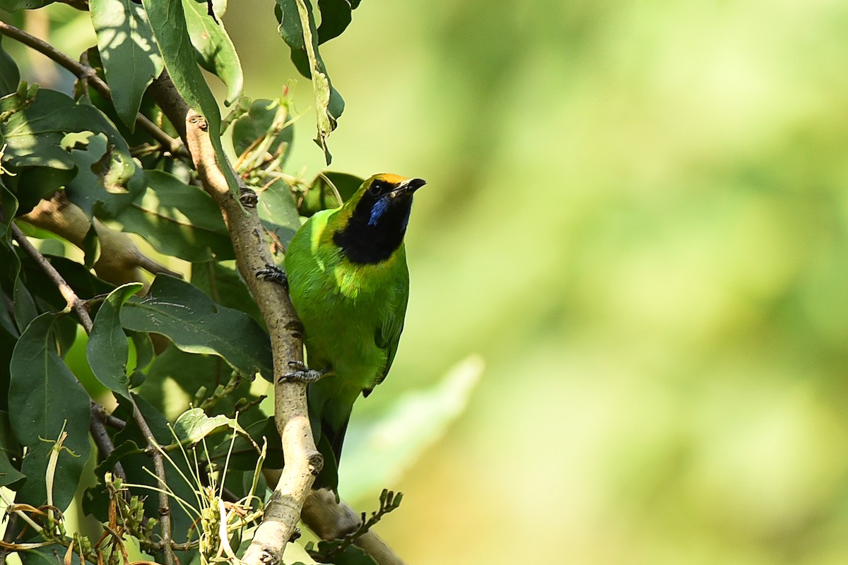 Golden-fronted Leafbird - Alok Katkar