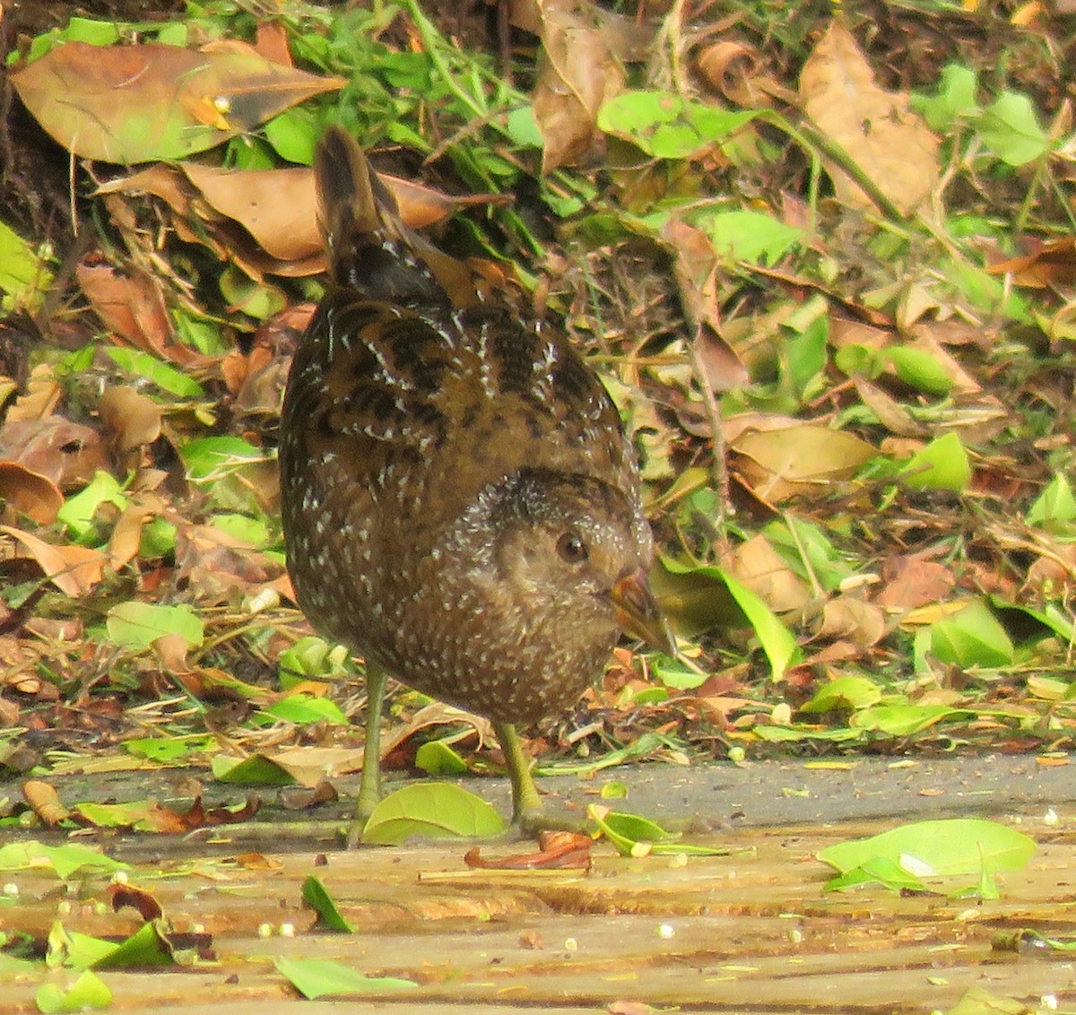 Spotted Crake - ML118778611