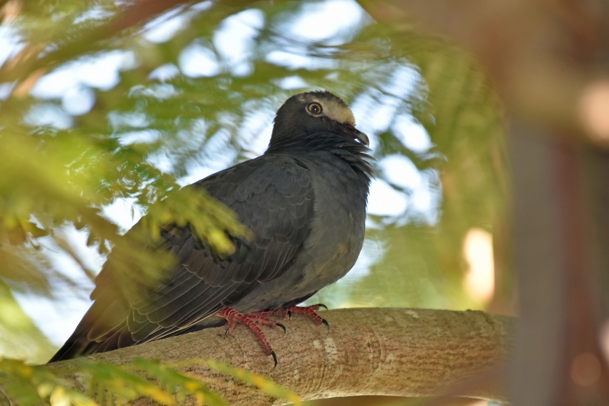 White-crowned Pigeon - ML118778731