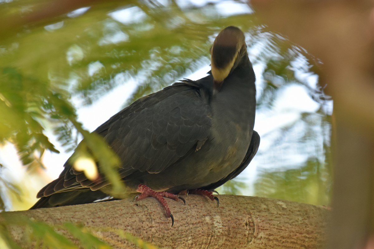 White-crowned Pigeon - ML118778741