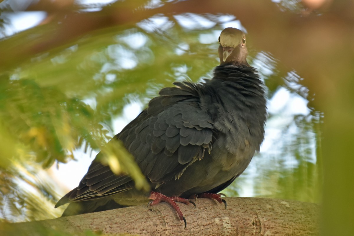White-crowned Pigeon - ML118778751