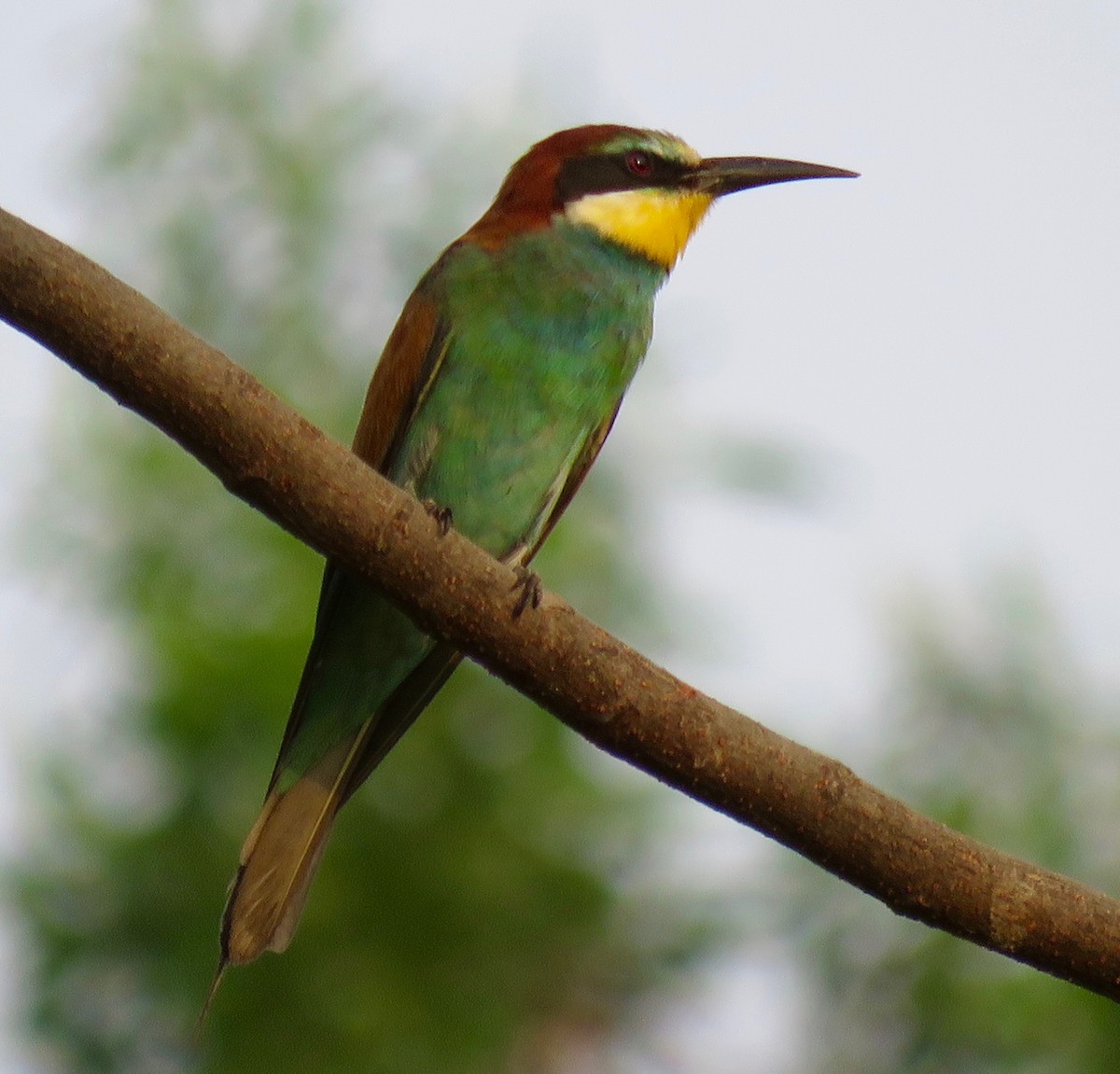 European Bee-eater - Brian James