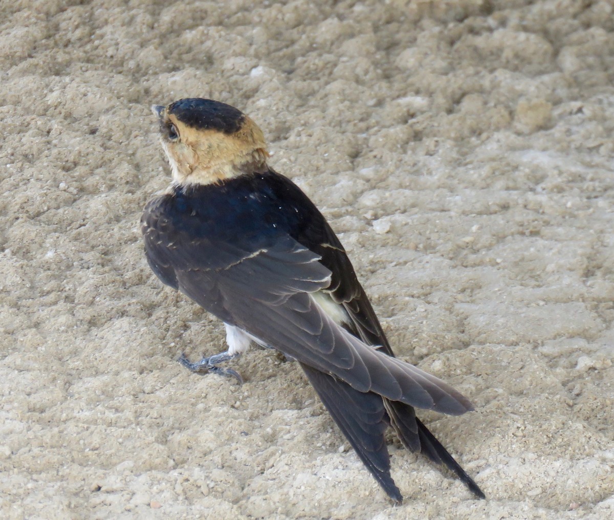 Red-rumped Swallow - Brian James