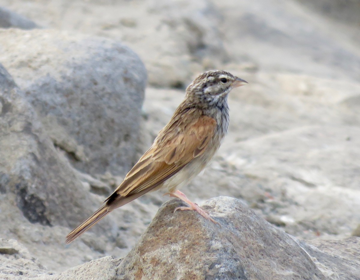 Striolated Bunting - Brian James