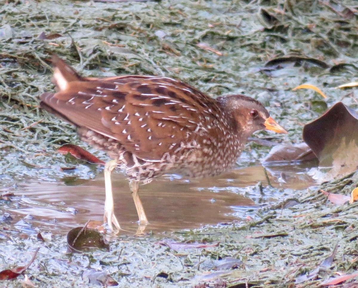 Spotted Crake - ML118782471