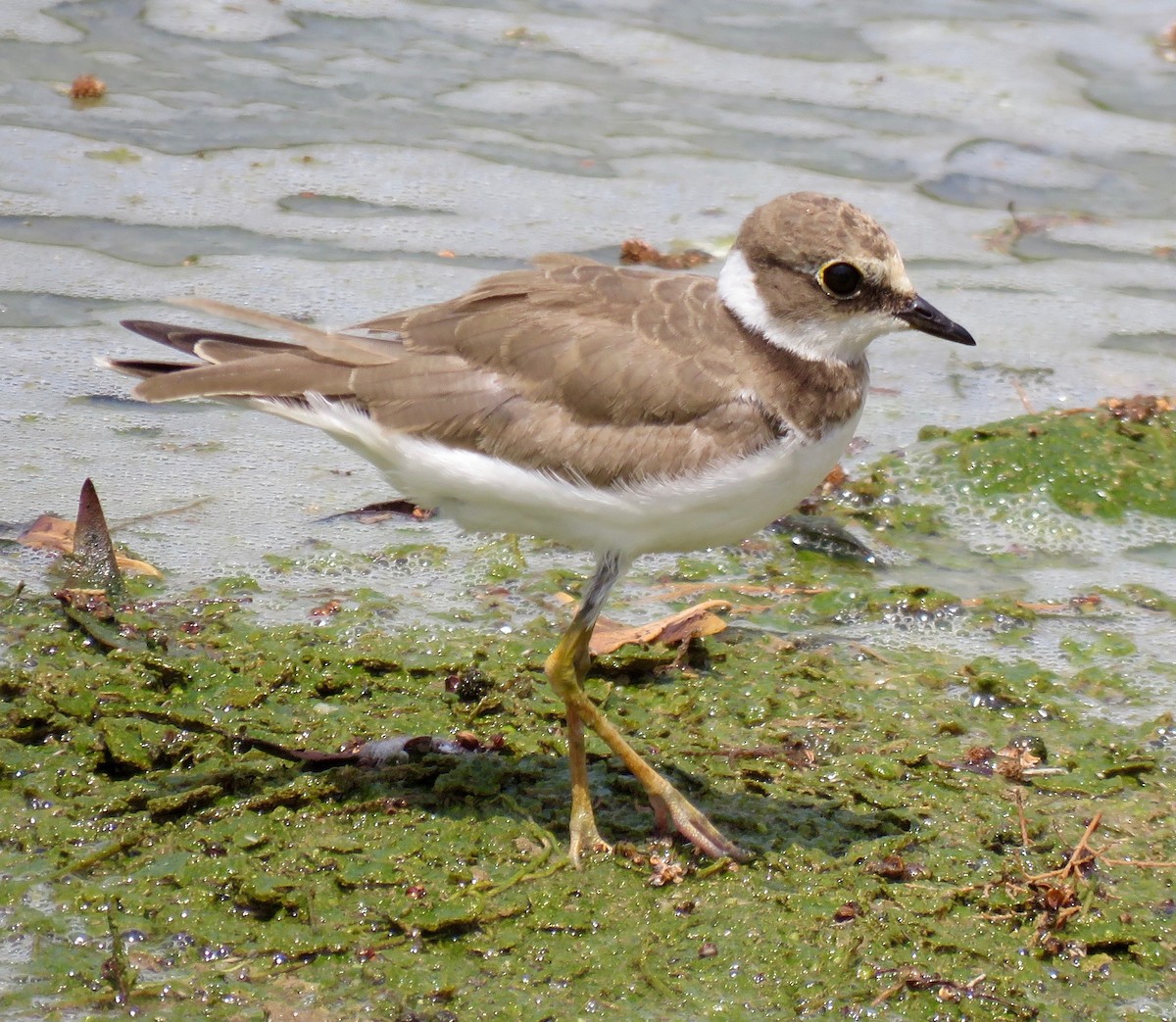 Little Ringed Plover - Brian James