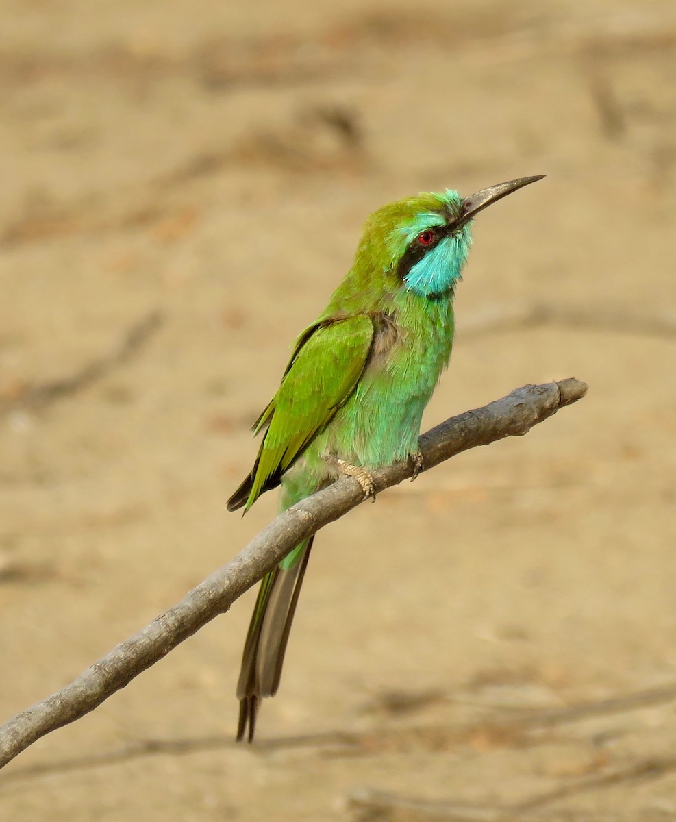 Arabian Green Bee-eater - Brian James