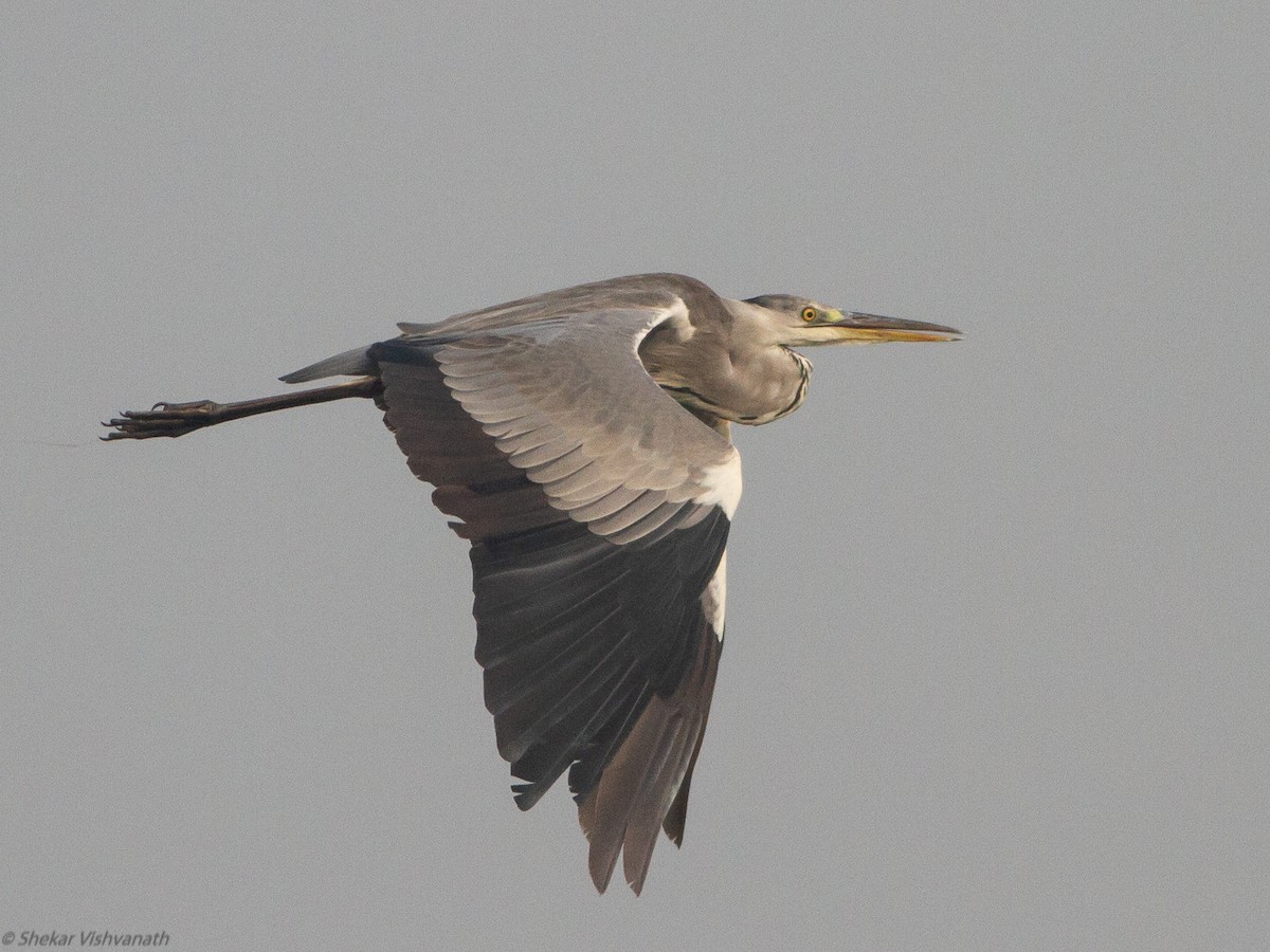 Gray Heron - Shekar Vishvanath