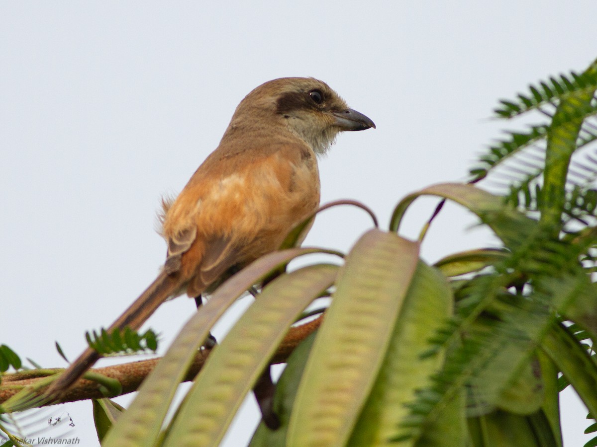 Long-tailed Shrike - Shekar Vishvanath