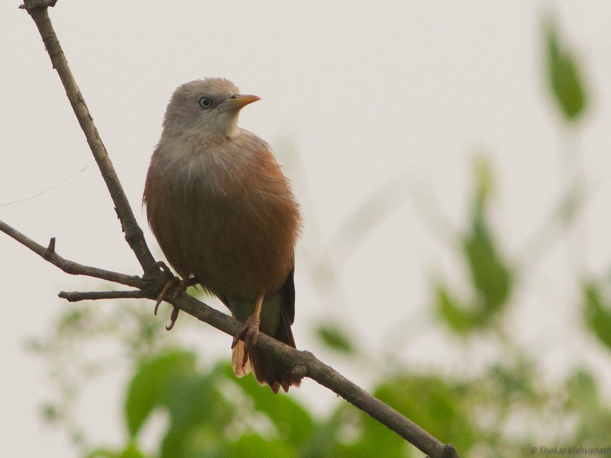 Chestnut-tailed Starling - ML118784081