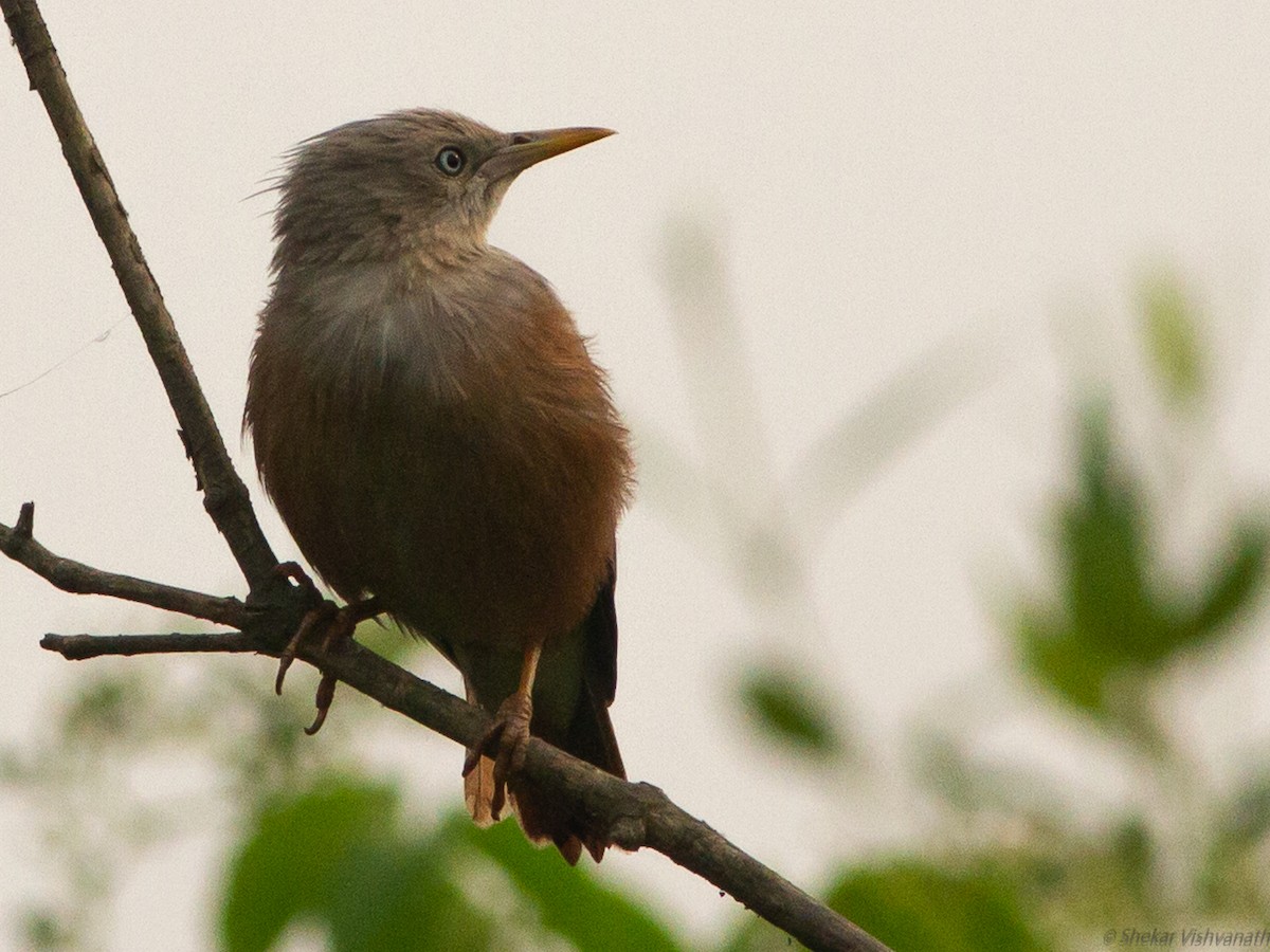 Chestnut-tailed Starling - ML118784091