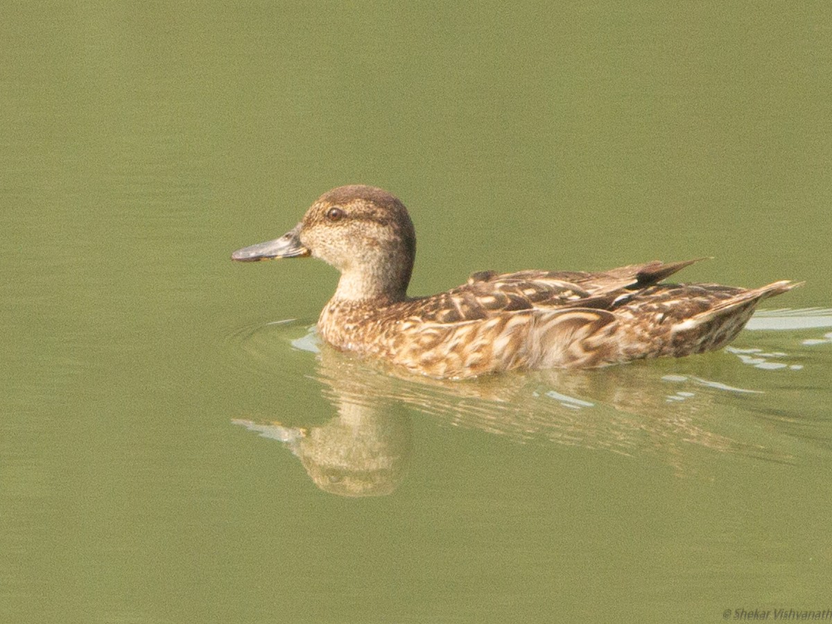 Green-winged Teal - ML118784141