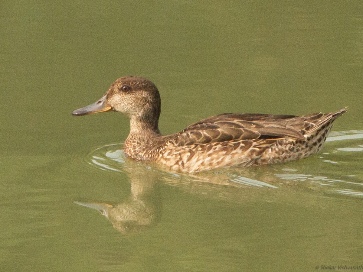 Green-winged Teal - ML118784151