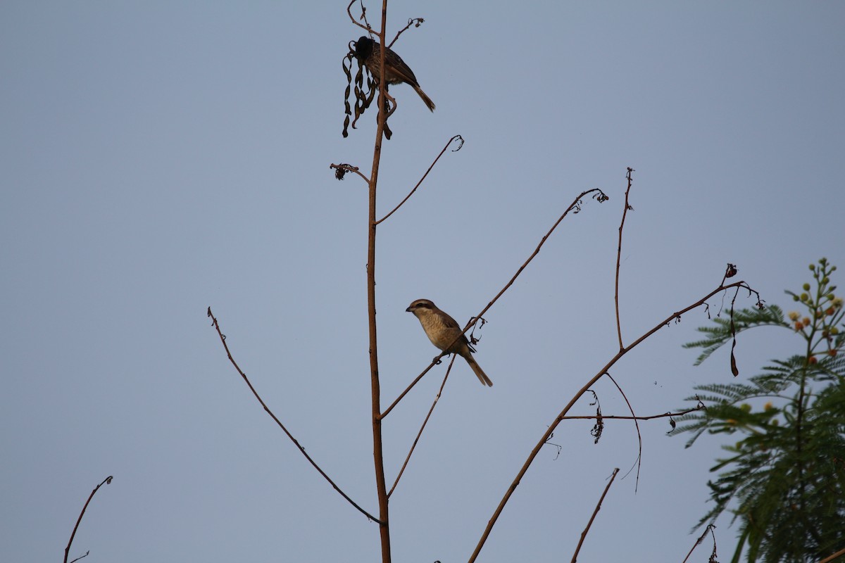 Brown Shrike - Sourav Das