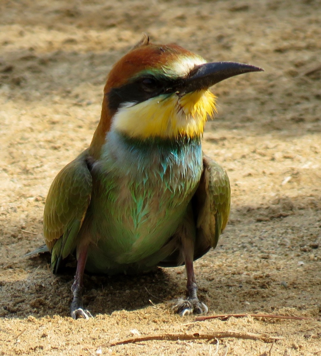 European Bee-eater - Brian James