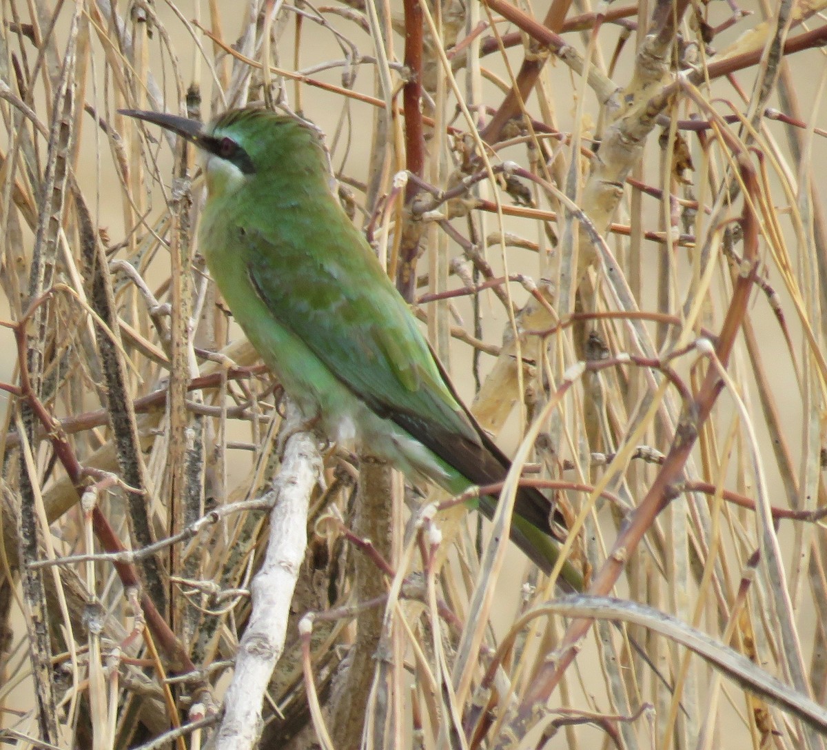 Blue-cheeked Bee-eater - ML118788201