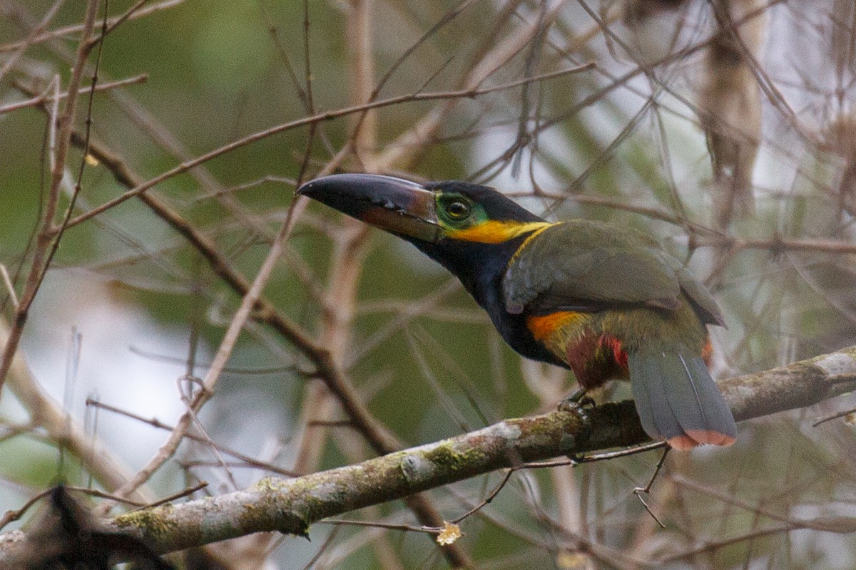 Golden-collared Toucanet - Will Chatfield-Taylor