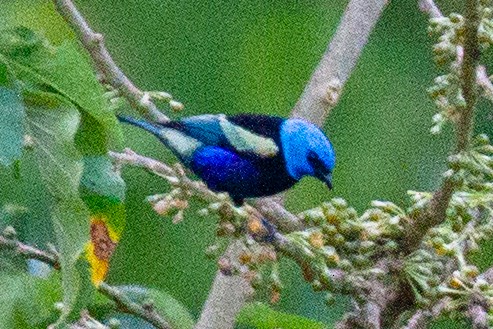 Blue-necked Tanager - ML118788701