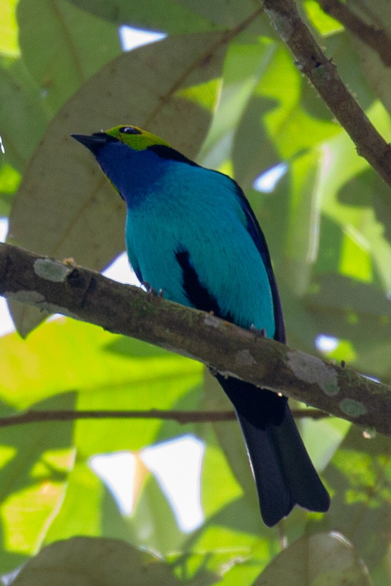Paradise Tanager - ML118788751