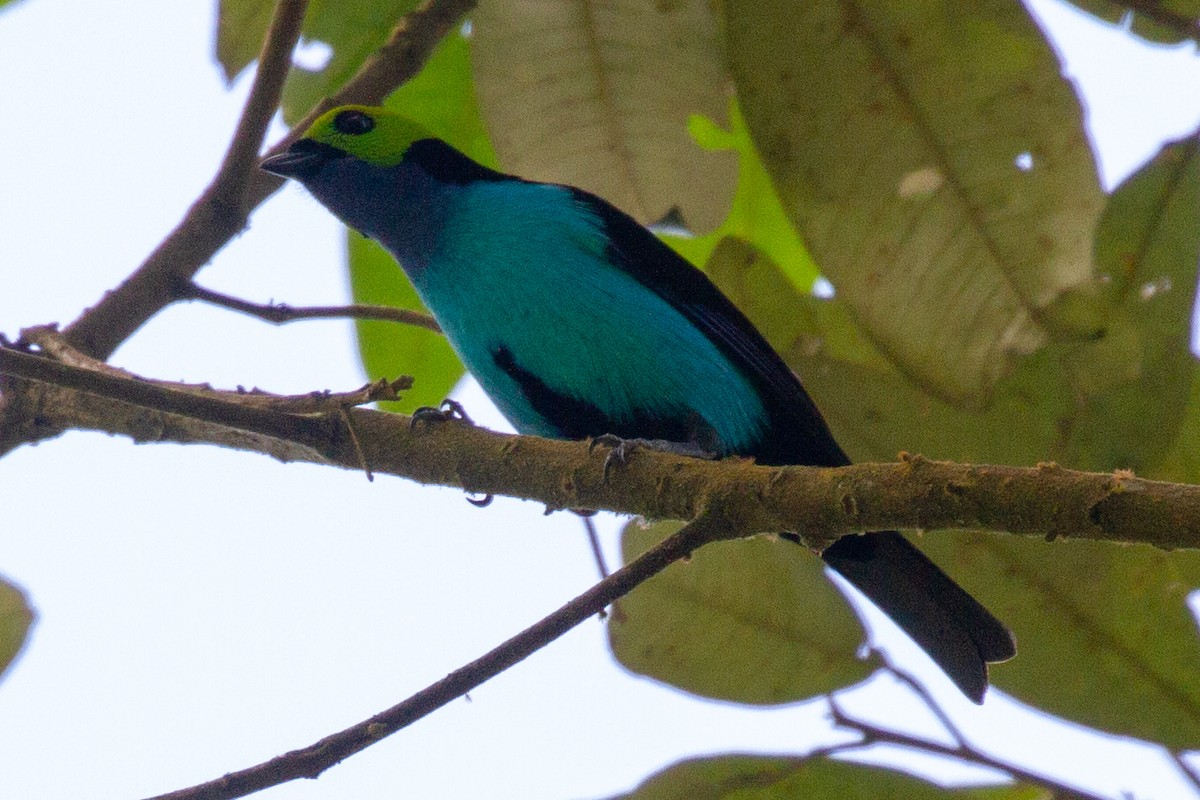 Paradise Tanager - ML118788761