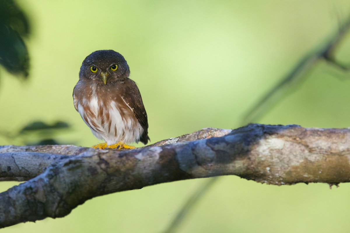 Amazonian Pygmy-Owl - ML118791111