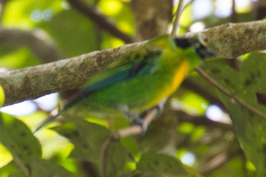 Green-and-gold Tanager - ML118793451