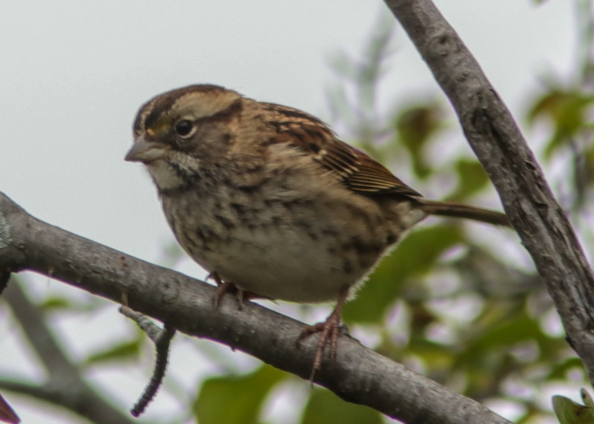 White-throated Sparrow - Marc Boisvert