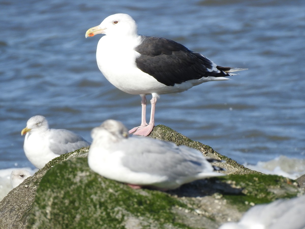 Great Black-backed Gull - Raul Pascual