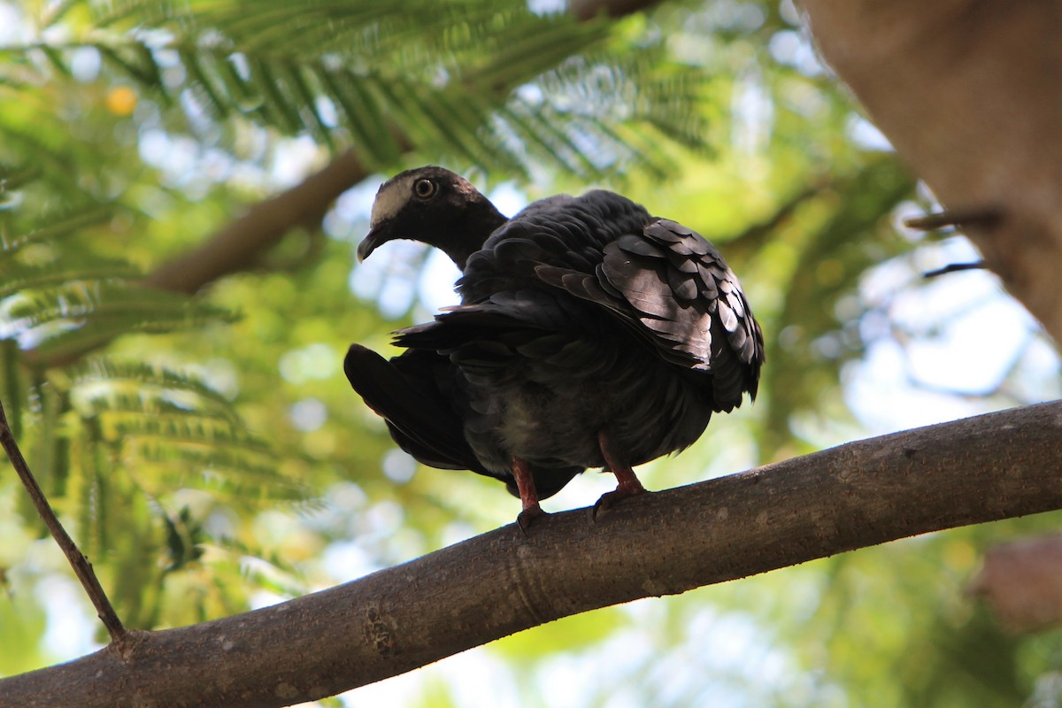 White-crowned Pigeon - ML118795951