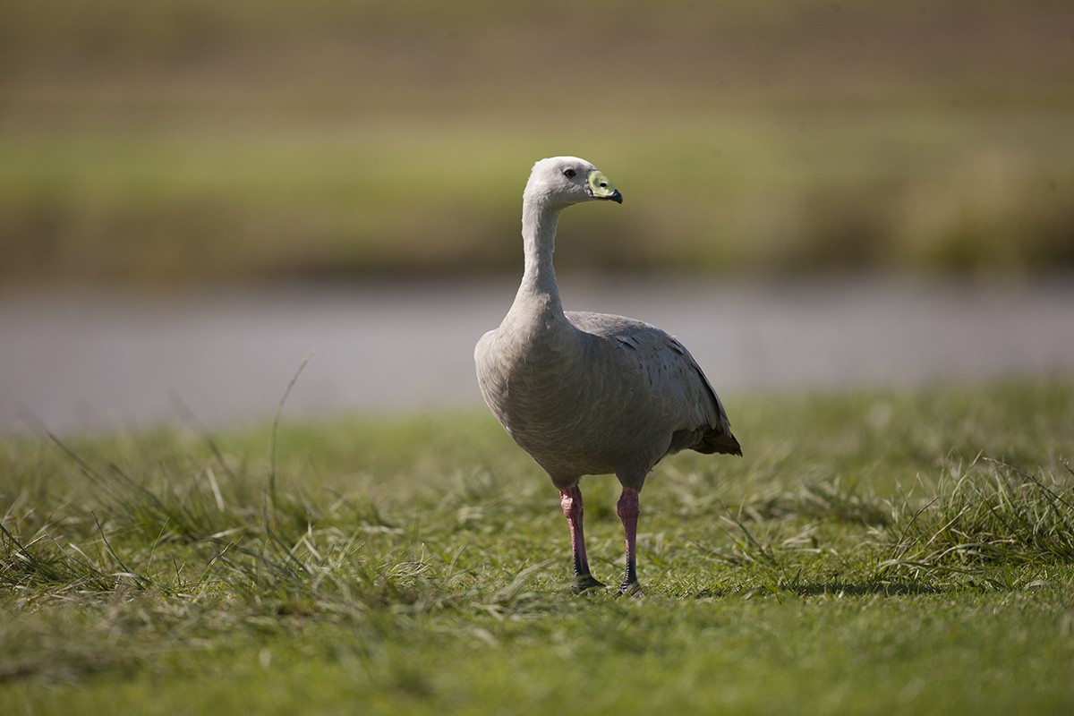 Cape Barren Goose - Tony Palliser