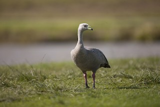 Cape Barren Goose, ML118797131