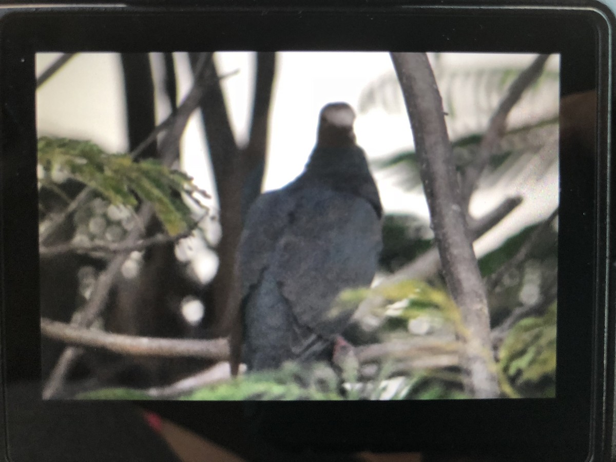 White-crowned Pigeon - ML118797291