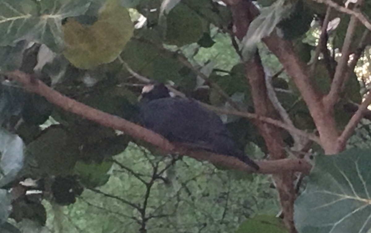 White-crowned Pigeon - ML118797401