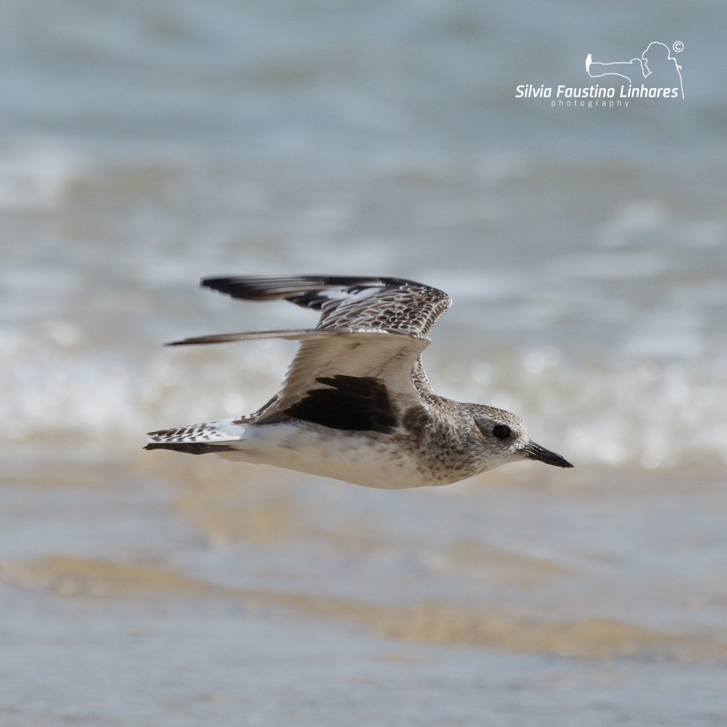 Black-bellied Plover - Silvia Faustino Linhares