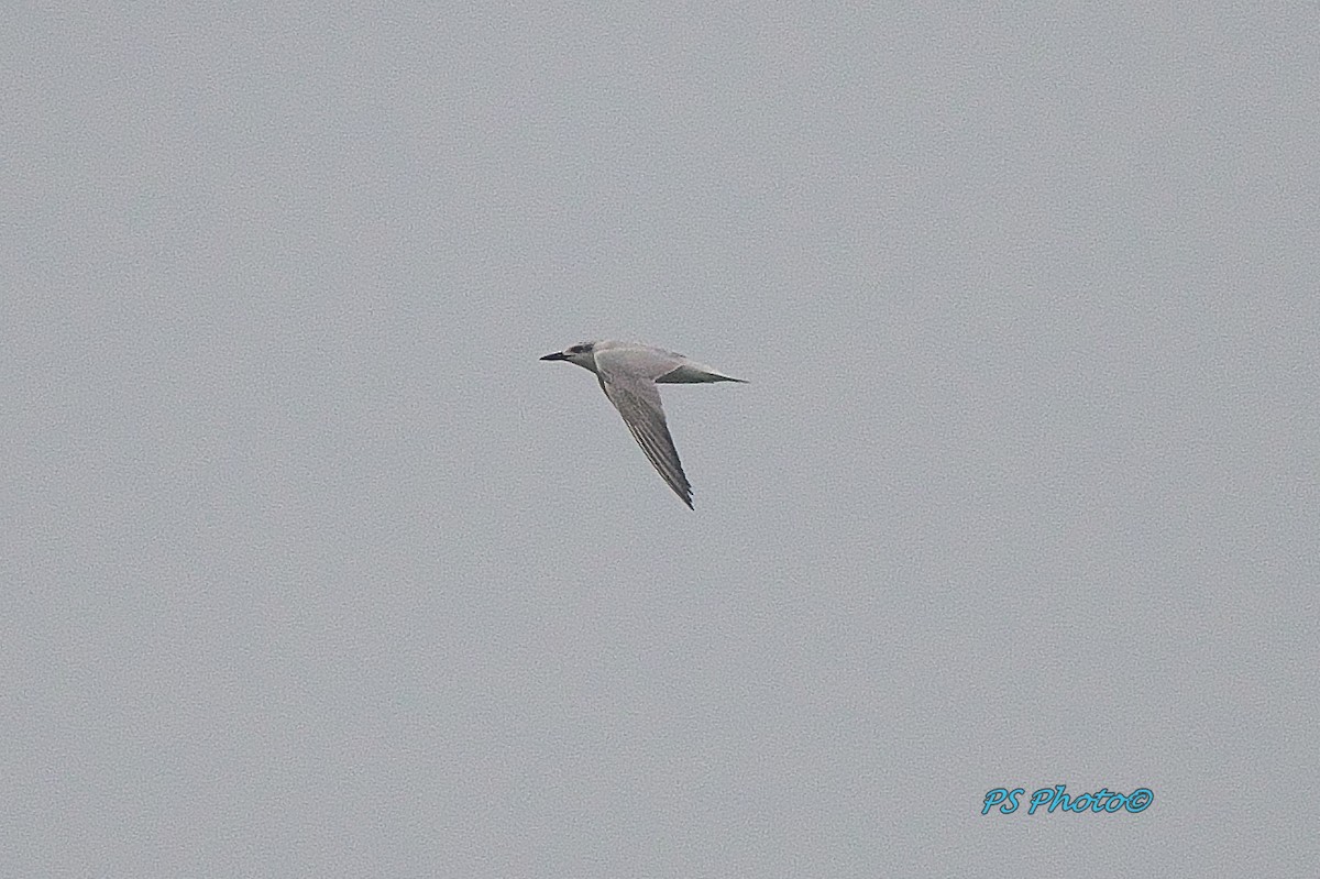 Gull-billed Tern - Pary  Sivaraman