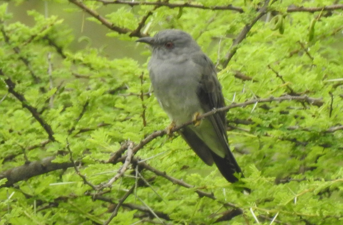Gray-bellied Cuckoo - G Parameswaran