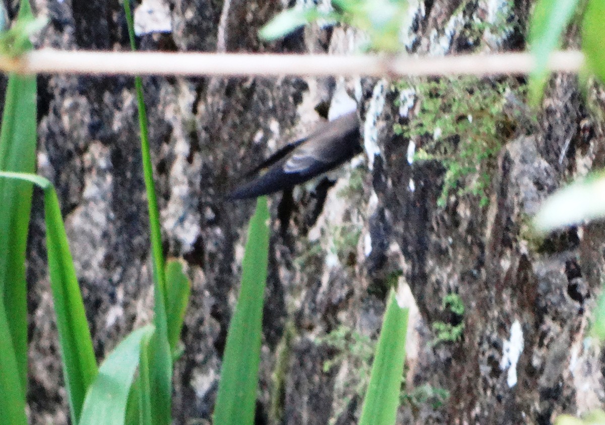 Southern Rough-winged Swallow - ML118802341