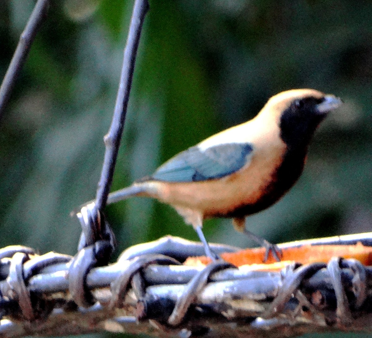 Burnished-buff Tanager - ML118803651