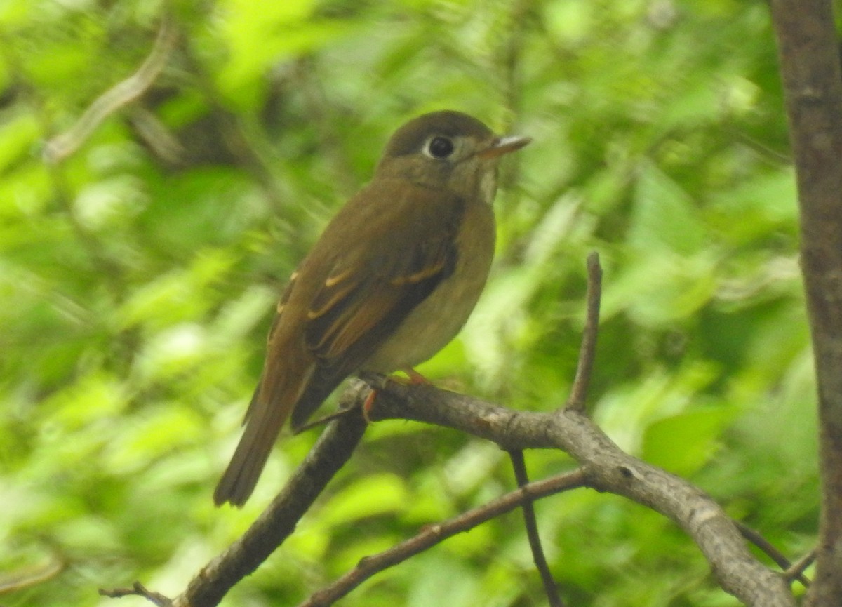 Brown-breasted Flycatcher - G Parameswaran