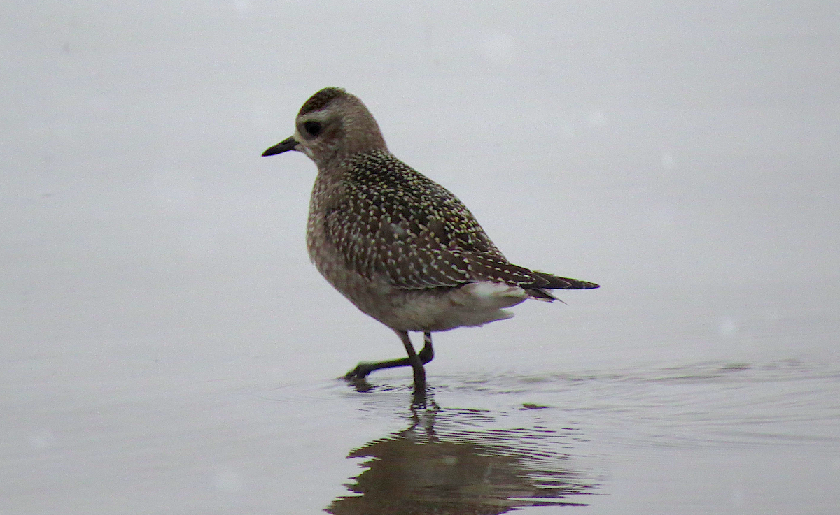 American Golden-Plover - Ted Floyd