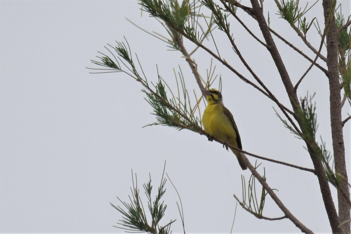 Yellow-fronted Canary - Bruce Mast