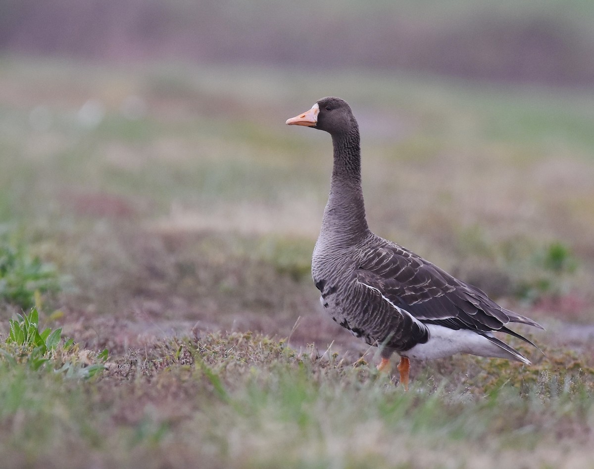 Greater White-fronted Goose - ML118812631