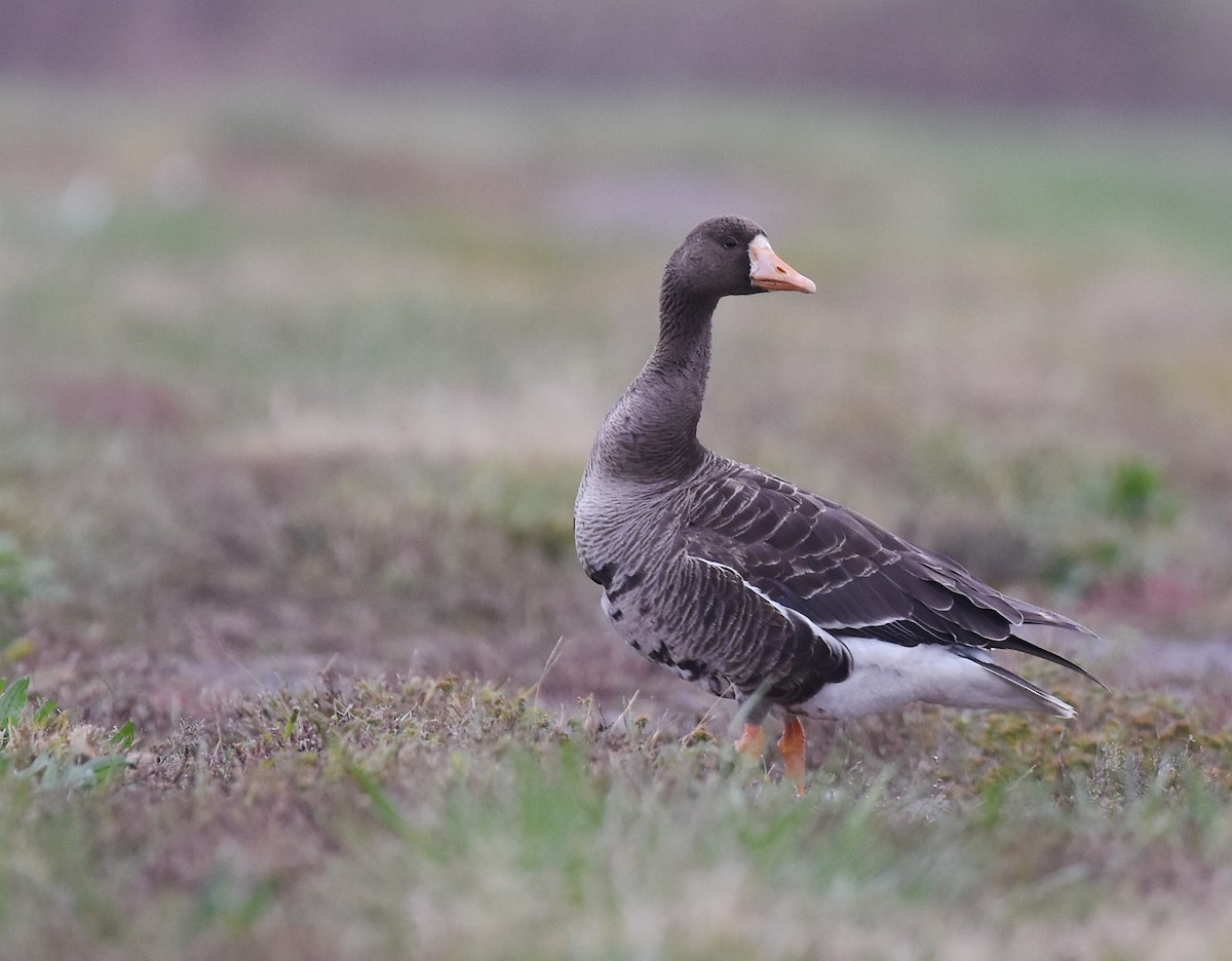 Greater White-fronted Goose - ML118812641