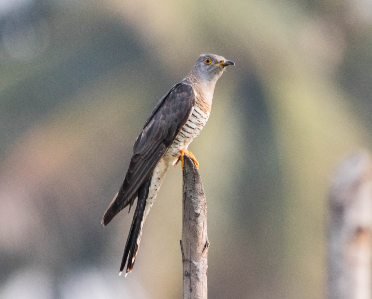 Common Cuckoo - dhanapal kondasamy