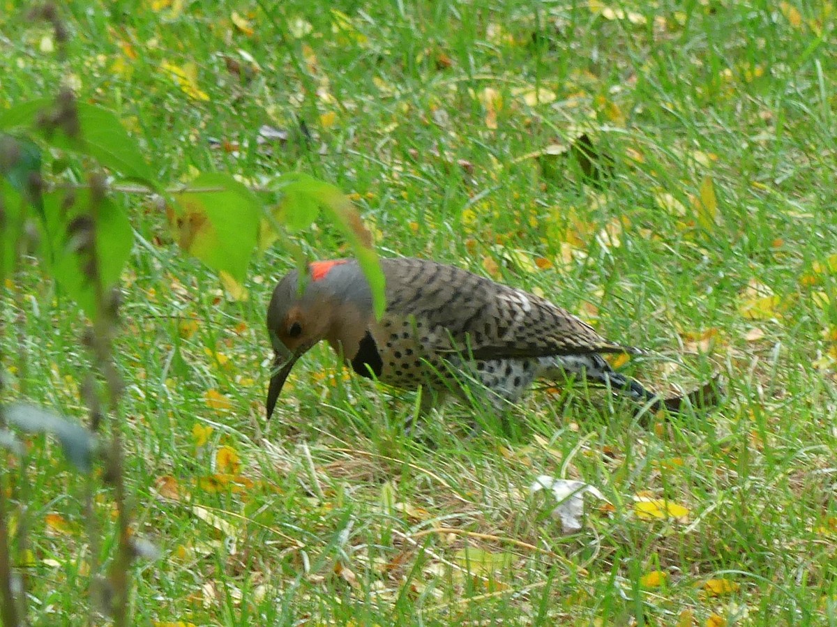 Northern Flicker (Yellow-shafted) - Cathy Pondelicek