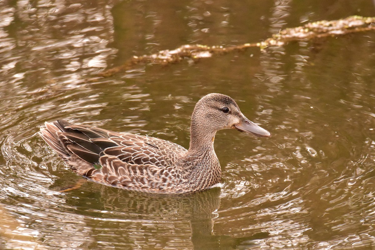 Blue-winged Teal - ML118823941